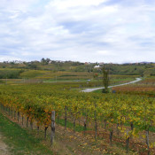 collio1