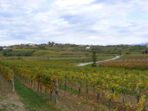 collio1