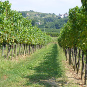 collio2