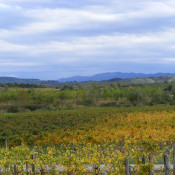 collio4