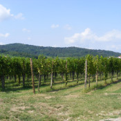 collio5