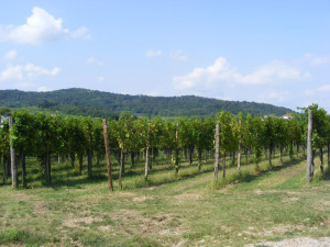 collio5